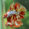 Galaxy/Candy Koi Halfmoon - 14 weeks old