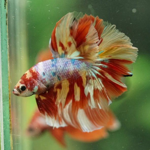 Galaxy/Candy Koi Halfmoon - 14 weeks old