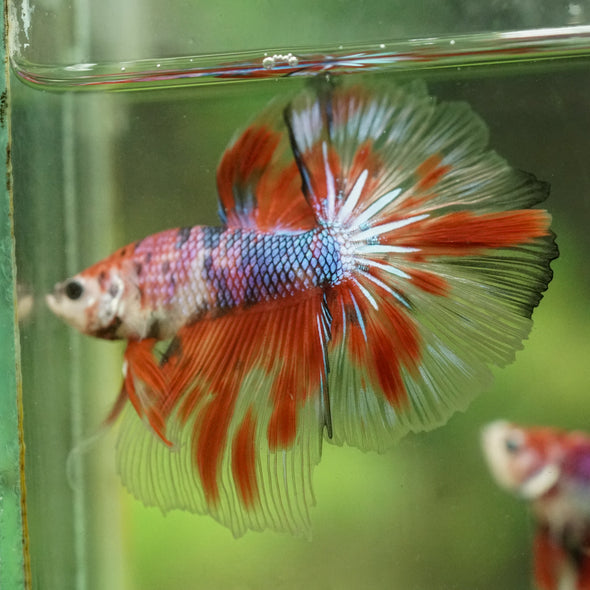 Galaxy/Candy Koi Halfmoon - 14 weeks old
