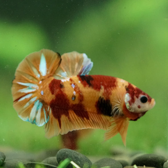 Multicolor/Galaxy Koi Plakat -16 weeks Old