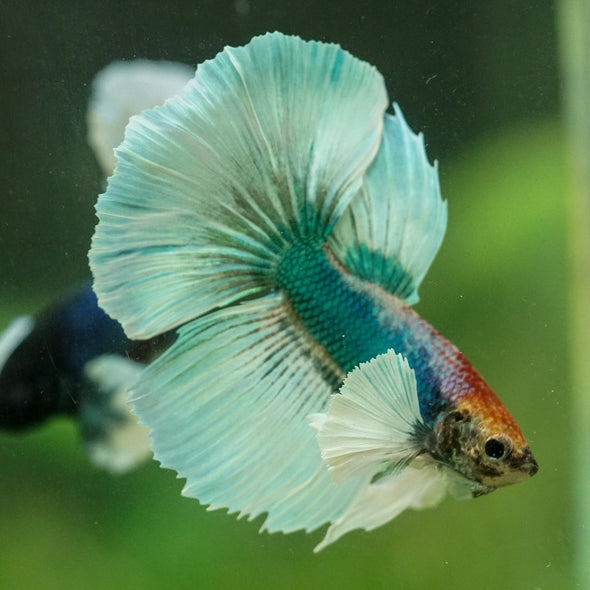Dumbo Halfmoon - 11 weeks old