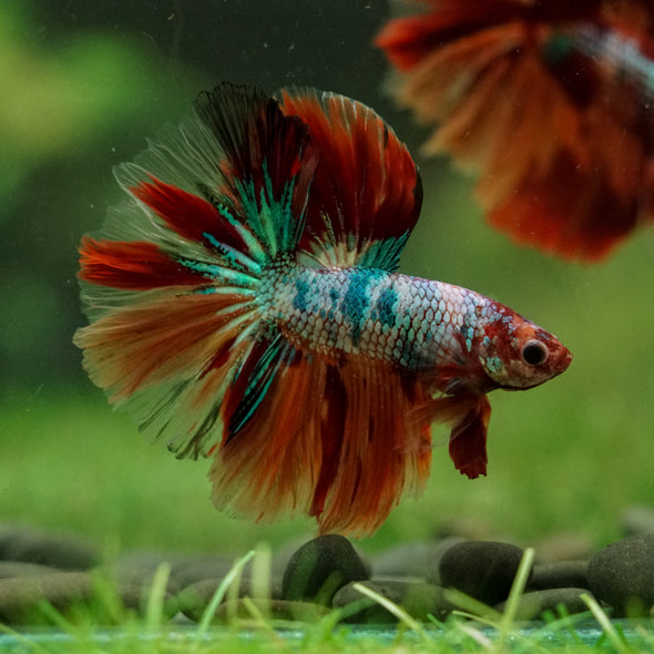 Galaxy/Candy Koi Halfmoon - 14 weeks old
