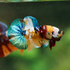 Multicolor/Galaxy Koi Plakat -16 weeks Old