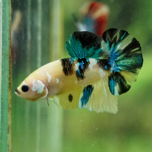 Multicolor/Galaxy Koi Plakat -16 weeks Old