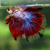 Galaxy/Candy Koi Halfmoon - 14 weeks old