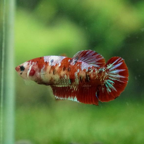 Multicolor/ Galaxy Koi Plakat- Female- 13 Weeks Old