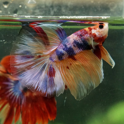 Galaxy/Candy Koi Halfmoon - 14 weeks old