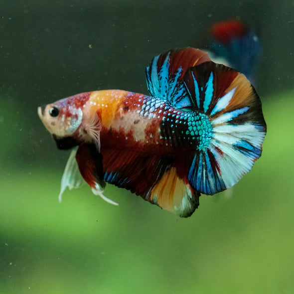 Multicolor/Galaxy Koi Plakat -16 weeks Old