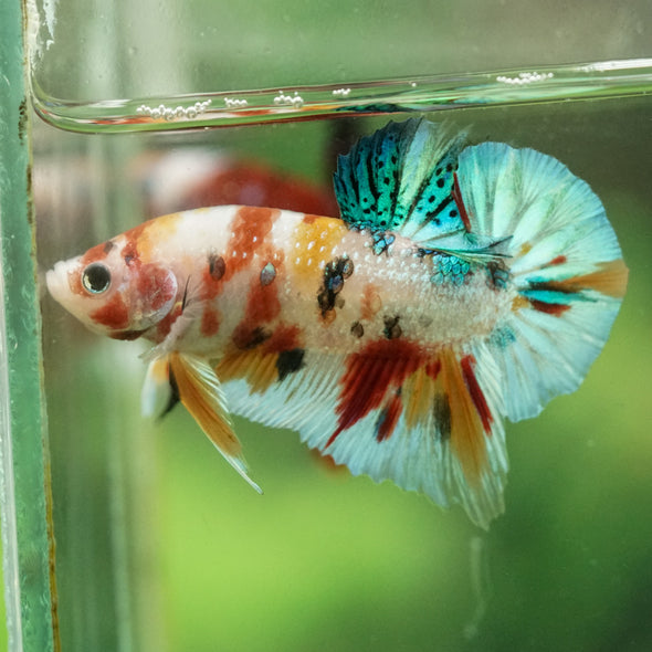 Multicolor/Galaxy Koi Plakat -16 weeks Old