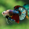 Multicolor/Galaxy Koi Plakat -16 weeks Old