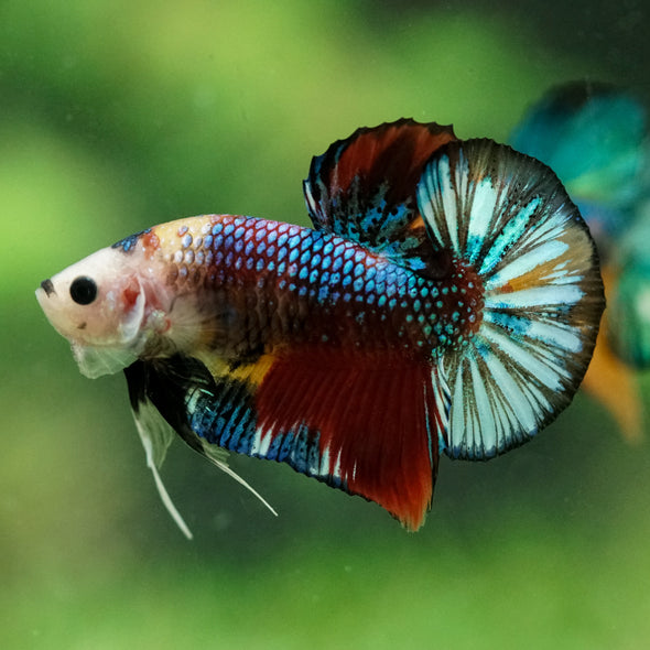 Multicolor/Galaxy Koi Plakat -16 weeks Old