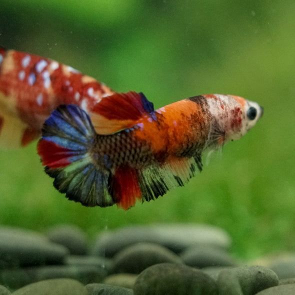 Multicolor/ Galaxy Koi Plakat- Female- 13 Weeks Old
