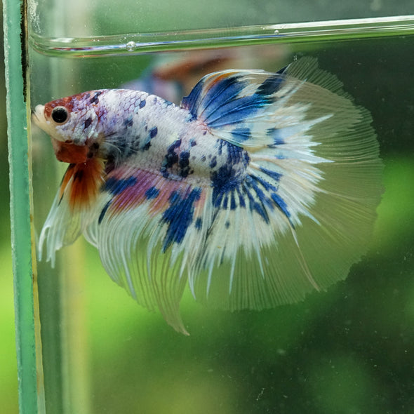 Galaxy/Candy Koi Halfmoon - 13 weeks old