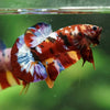 Multicolor/Galaxy Koi Plakat -16 weeks Old