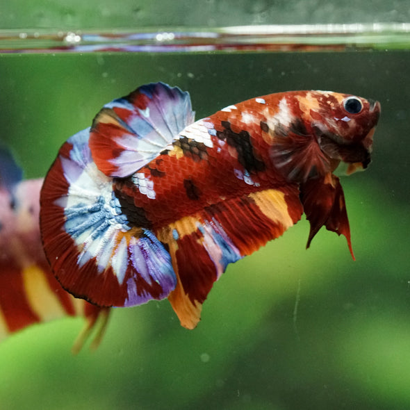 Multicolor/Galaxy Koi Plakat -16 weeks Old
