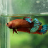 Red Fancy Plakat 13 Week Old- Female