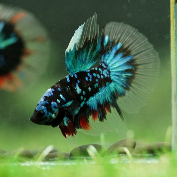 Black Base Galaxy/Candy Koi Halfmoon - 14 weeks old