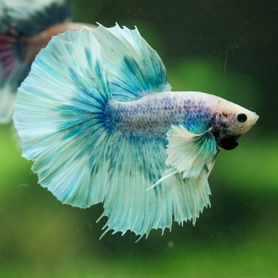 Dumbo Halfmoon - 12 weeks old