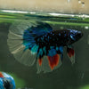 Black Base Galaxy Koi Halfmoon (Avatar) - 14 weeks old