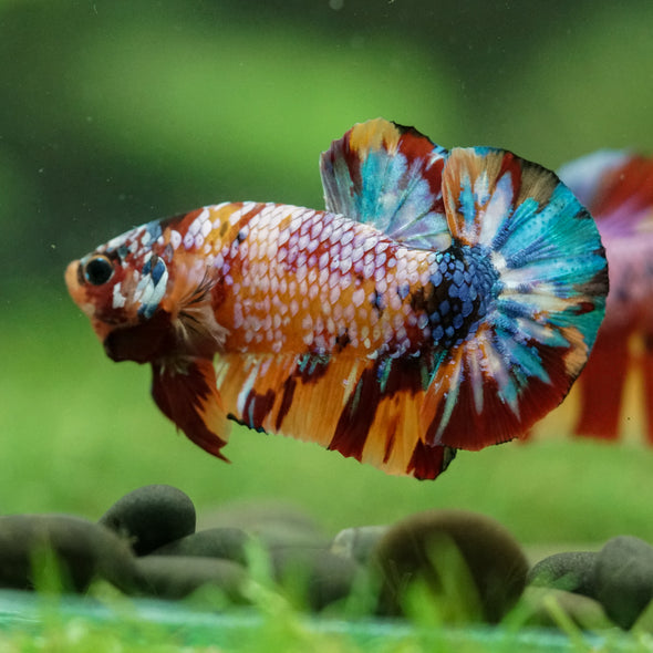 Multicolor/Galaxy Koi Plakat -16 weeks Old