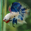 Galaxy/Candy Koi Halfmoon - 14 weeks old