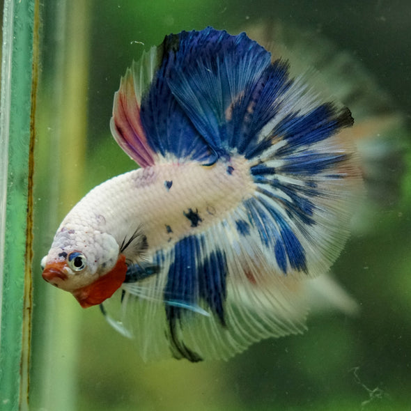 Galaxy/Candy Koi Halfmoon - 14 weeks old