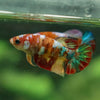 Multicolor/ Galaxy Koi Plakat - Female- 13 Weeks Old