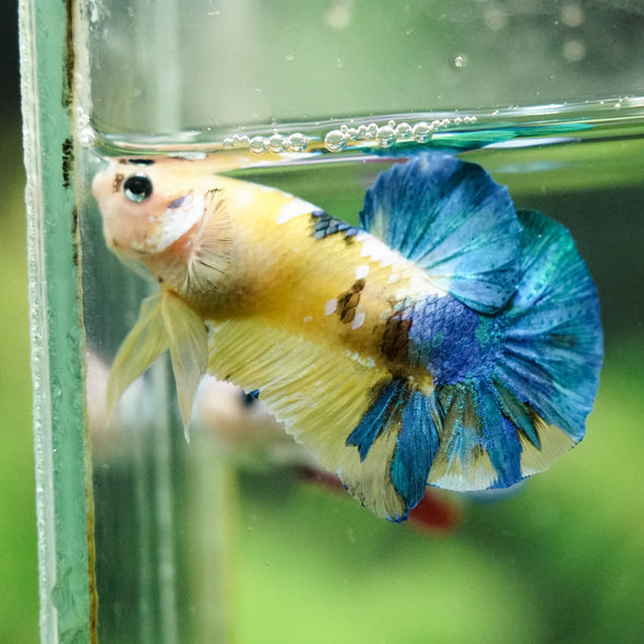 Multicolor/Galaxy Koi Plakat -16 weeks Old