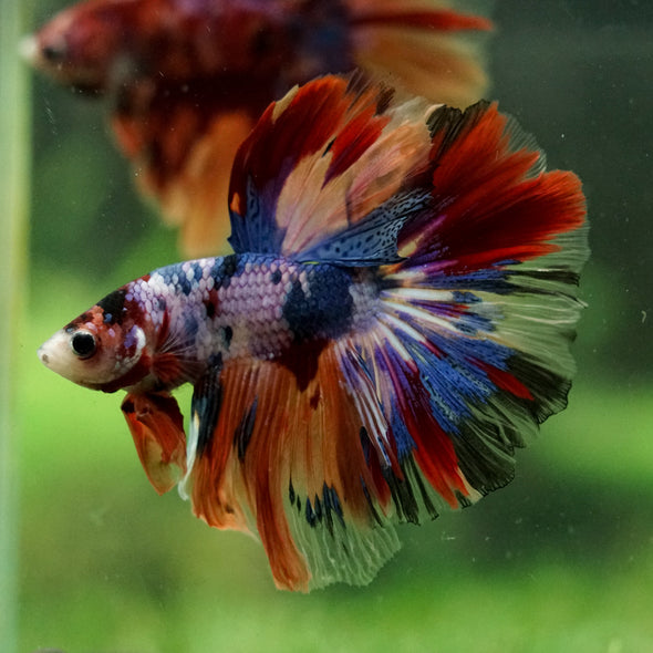 Galaxy/Candy Koi Halfmoon - 14 weeks old
