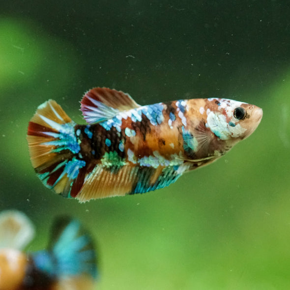 Multicolor/ Galaxy Koi Plakat- Female- 13 Weeks Old