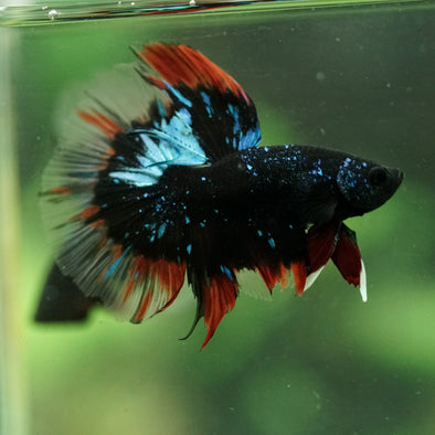 Black Base Galaxy/Candy Koi Halfmoon - 14 weeks old