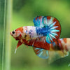 Multicolor/Galaxy Koi Plakat -10 weeks Old