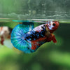 Multicolor/Galaxy Koi Plakat -11 weeks Old