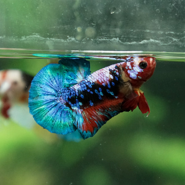 Multicolor/Galaxy Koi Plakat -11 weeks Old