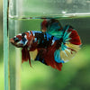 Multicolor/Galaxy Koi Plakat -16 weeks Old