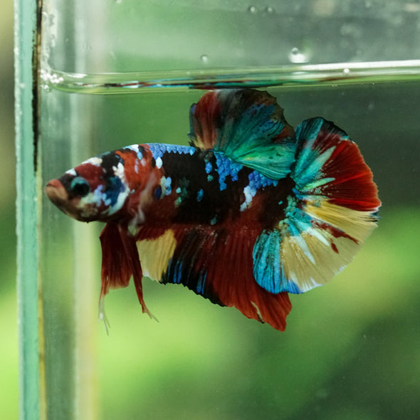 Multicolor/Galaxy Koi Plakat -16 weeks Old