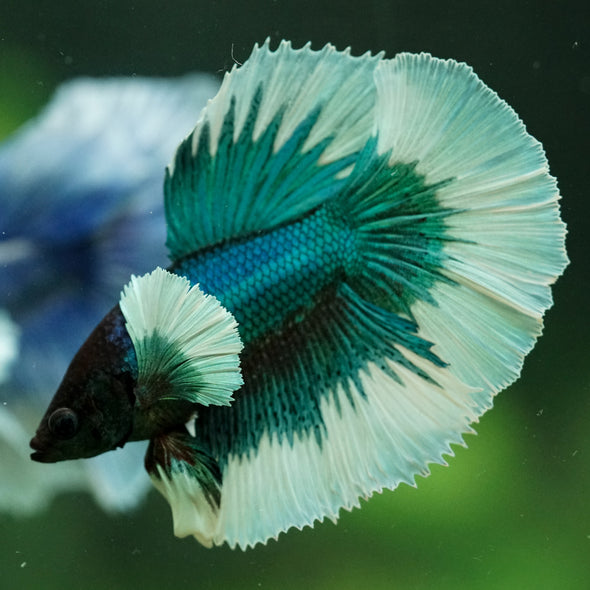 Dumbo Halfmoon - 11 weeks old
