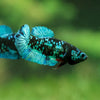 Black Galaxy Koi Plakat (Avatar) - Female- 13 Weeks Old