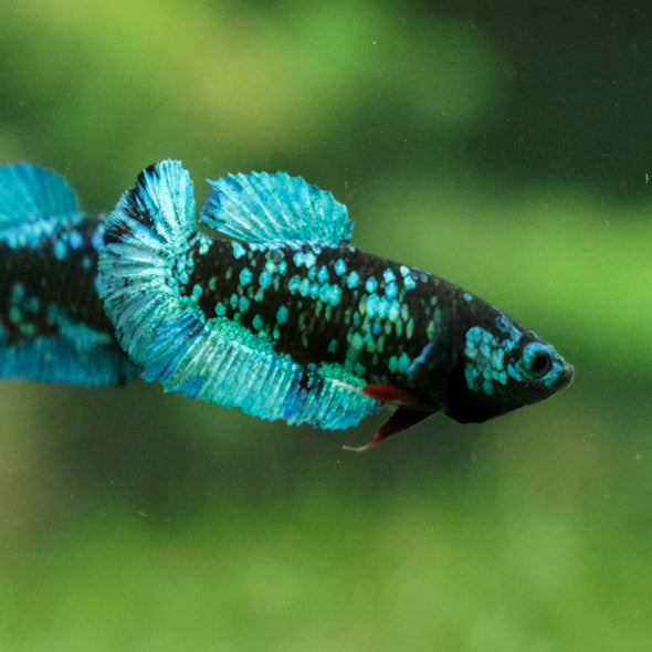 Black Galaxy Koi Plakat (Avatar) - Female- 13 Weeks Old