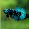 Black Koi Galaxy Plakat (Avatar) -10 weeks Old