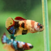 Multicolor/ Galaxy Koi Plakat- Female- 13 Weeks Old