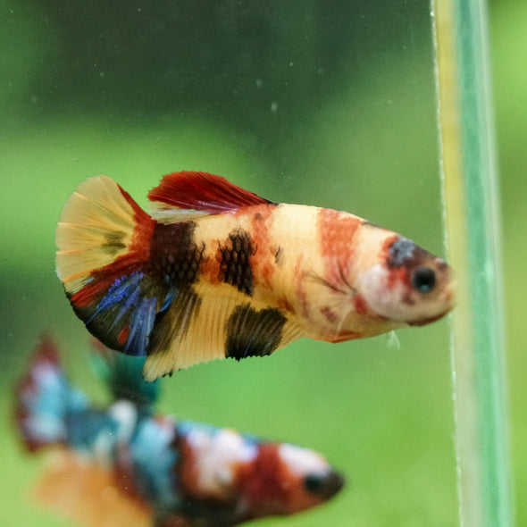 Multicolor/ Galaxy Koi Plakat- Female- 13 Weeks Old