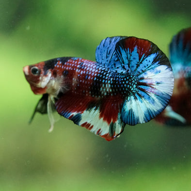 Multicolor/Galaxy Koi Plakat -16 weeks Old