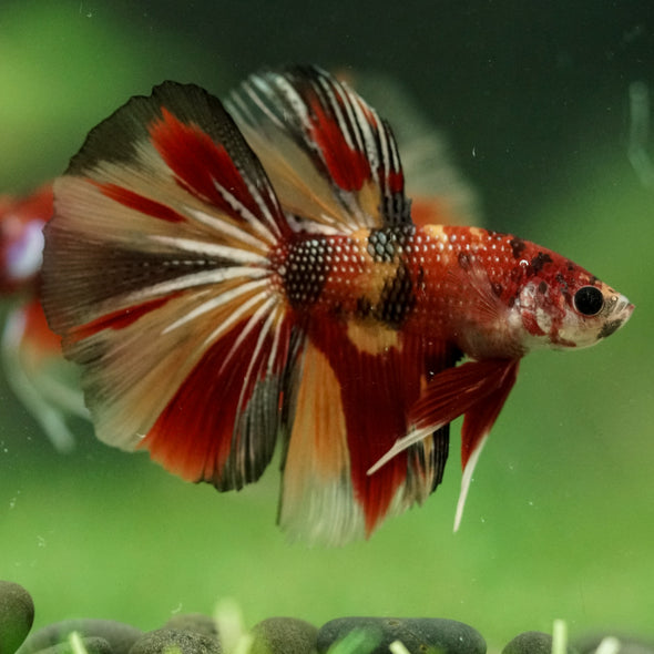 Galaxy/Candy Koi Halfmoon - 11 weeks old