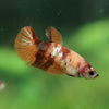 Multicolor/ Galaxy Koi Plakat- Female- 13 Weeks Old