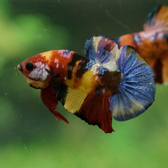 Multicolor/Galaxy Koi Plakat -13 weeks Old