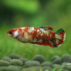 Multicolor/ Galaxy Koi Plakat- Female- 13 Weeks Old