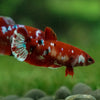 Multicolor/ Galaxy Koi Plakat- Female- 13 Weeks Old