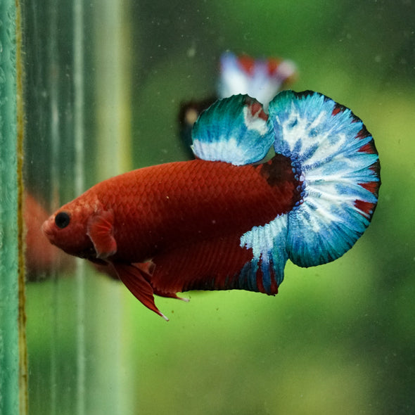 Red Fancy (Hell Boy) Plakat -13 weeks Old