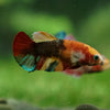 Multicolor/ Galaxy Koi Plakat - Female- 13 Weeks Old